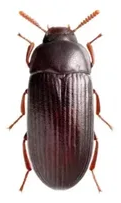 Ulomoides dermestoides